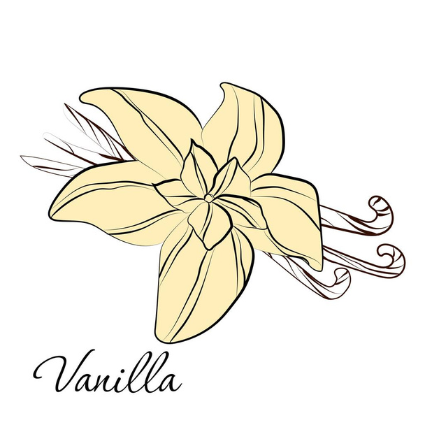 Elegant Outline vanilla with on white background. - Vector, Image