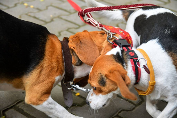Két beagle dog játszik az udvaron. - Fotó, kép