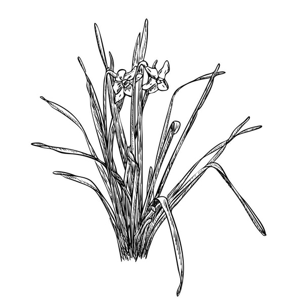 Векторная иллюстрация, изолированный нарцисс нарцисс цветы в черно-белых цветах, оригинальный контур ручной росписи рисунок - Вектор,изображение