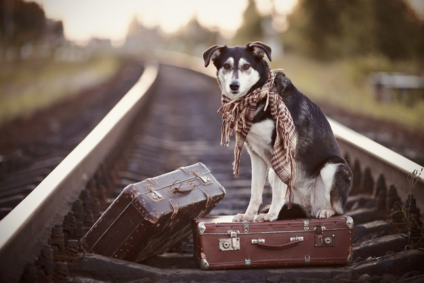 Perro sobre rieles con maletas
. - Foto, imagen