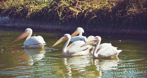White Pelican Birds in Lake - Fotoğraf, Görsel