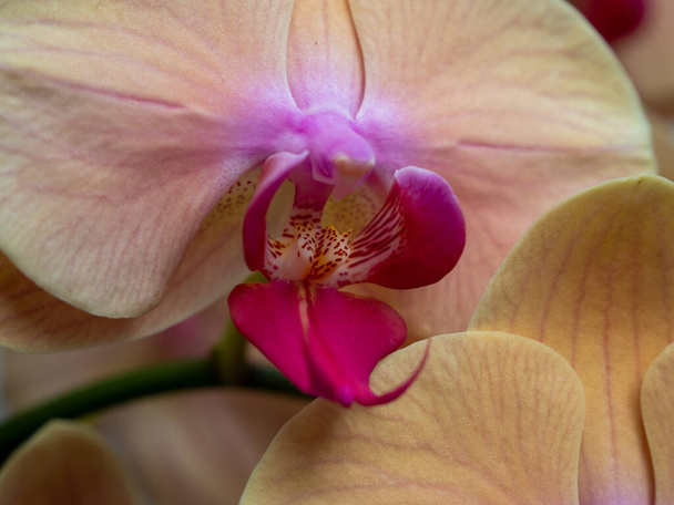 Красивая разноцветная цимбиевая орхидея вблизи. - Фото, изображение