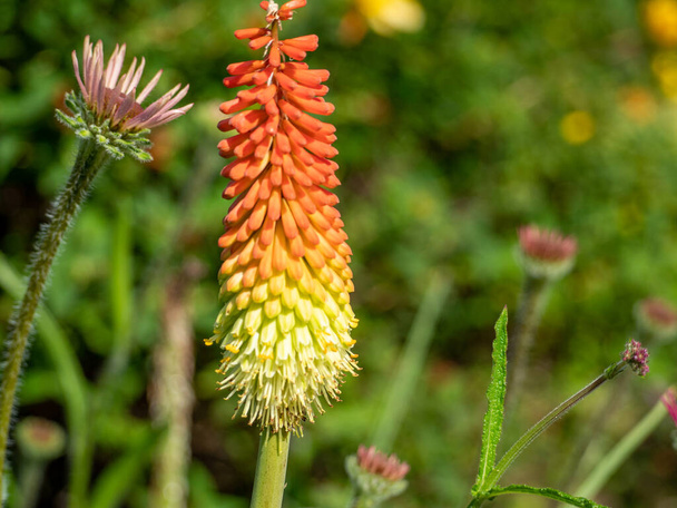 Red hot poker flowers in garden. Kniphofia uvaria tritoma or torch lily flowers. - Photo, Image