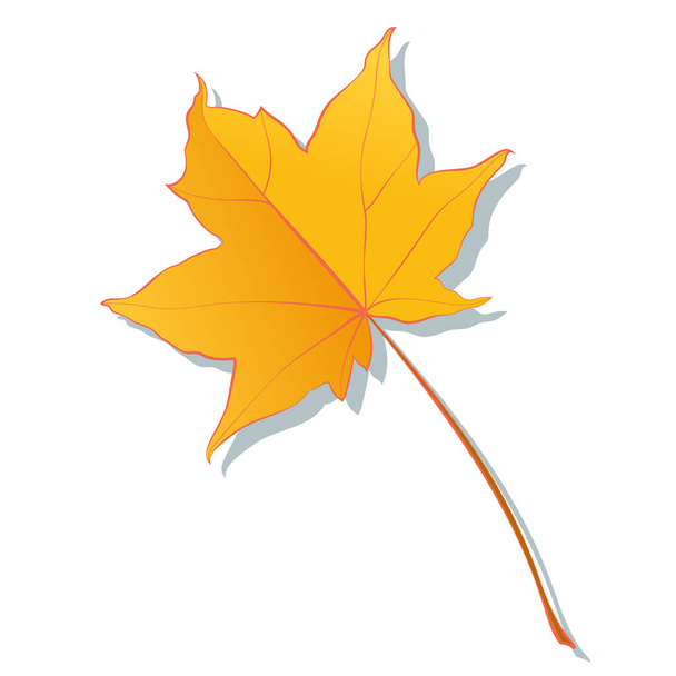 Botanical maple autumn leaves isolated on white background. Simple cartoon flat style vector illustration. - Vector, Image
