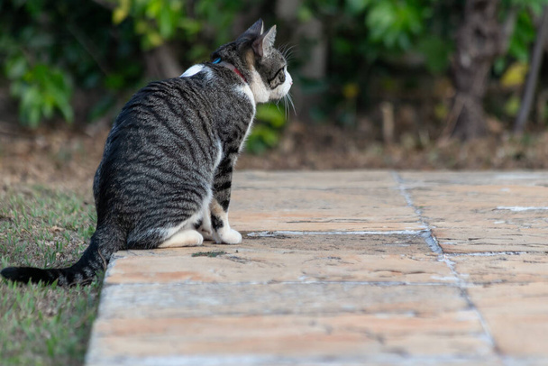 Egy szürke és fehér foltos hím macska ül a kertben. Állatvédő vagyok. Állatvilág. Állatimádó. Macskabarát. Amerikai Wirehair. - Fotó, kép