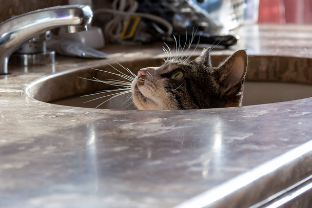 Egy szürke és fehér foltos hím macska rejtőzik a mosogatóban. Állatvilág. Állati élet. Állatbarát. Macska szerető. Amerikai drótszövet. - Fotó, kép