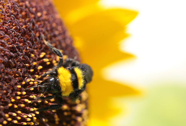 pszczoły pyłek miód kwiat makro - Zdjęcie, obraz