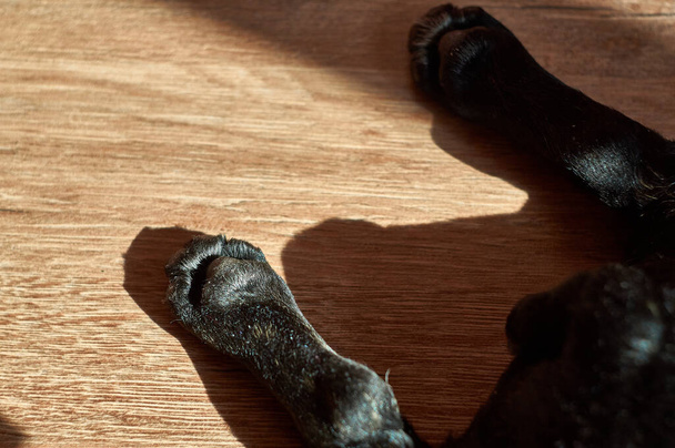 Francouzský buldok ležící na podlaze. Roztomilý černý pes - Fotografie, Obrázek