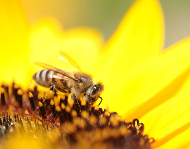abelhas pólen mel flor macro - Foto, Imagem