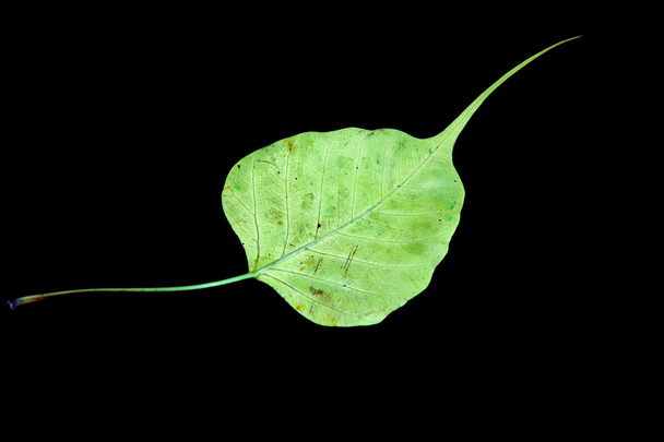 damage green bodhi leaf vein on black background - Photo, Image