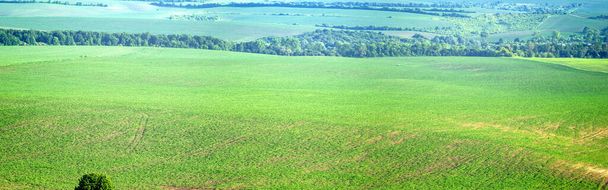 Prachtig panorama van een groen veld in de zomer in Oekraïne - Foto, afbeelding