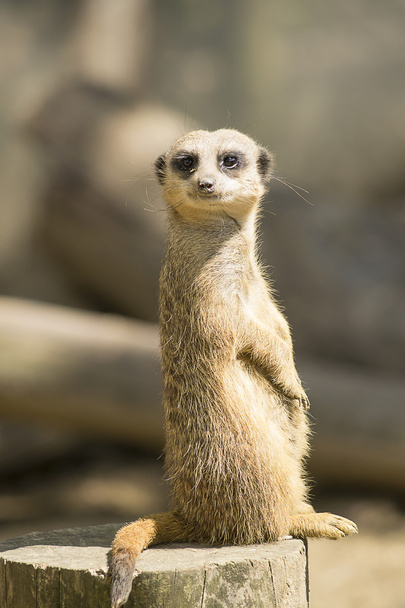 meerkat à l'affût - Photo, image