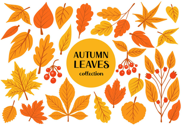 Conjunto de coloridas hojas y bayas de otoño. Aislado sobre fondo blanco. Simple estilo plano de dibujos animados. ilustración vectorial. - Vector, imagen