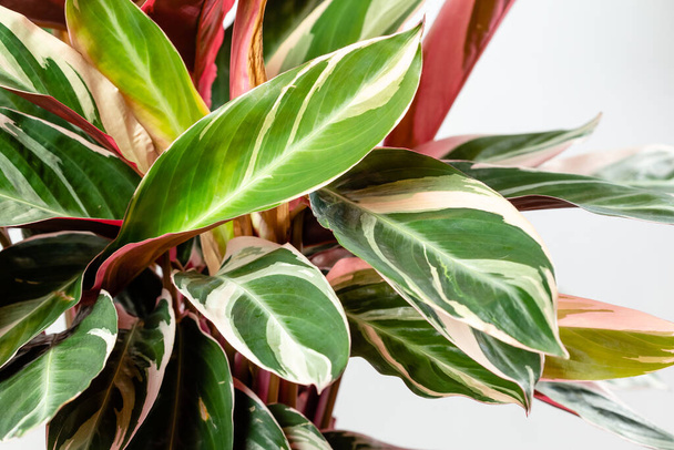 Detailní záběr Exotic Calathea Stromanthe Sanguinea Triostar nebo Tricolor rostlinné listy s bílým pestrobarevným skvrnitým vzorem na horní a tmavě růžové listí spodní - Fotografie, Obrázek