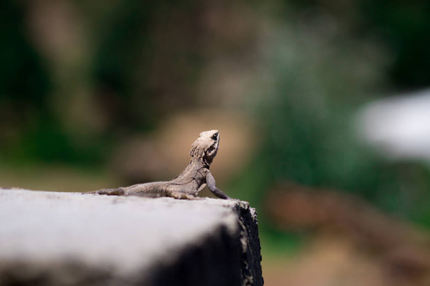 A lizard on a rock with a blurred background - Zdjęcie, obraz