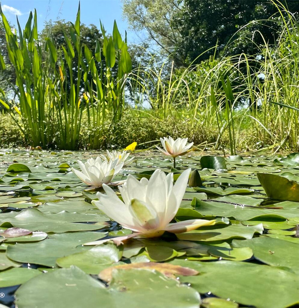 White lotuses with leaves in the garden pond  - Photo, Image