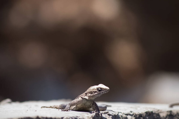 A lizard on a rock with a blurred background - Zdjęcie, obraz