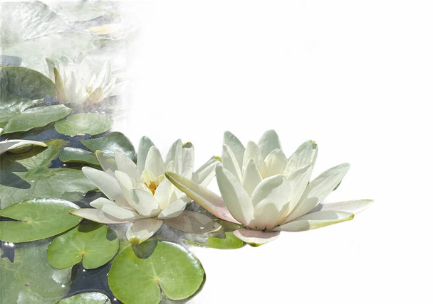 Lotos blancos con hojas en el estanque del jardín  - Foto, imagen