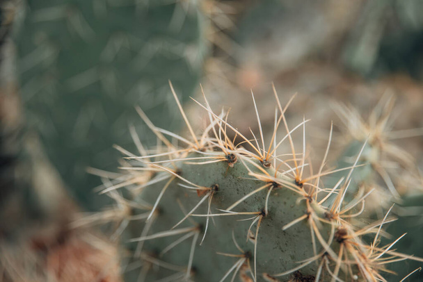 A closeup shot of a sharp cactus plant in a garden - Foto, afbeelding