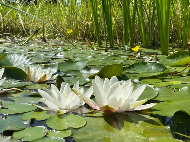 Lotos blancos en el estanque de jardín con hojas - Foto, imagen