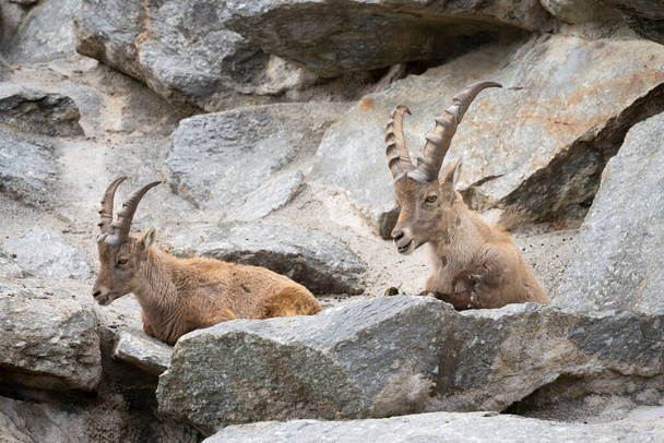 two ibexes are lying on a stony rock face with horns raised high in summer - Photo, Image