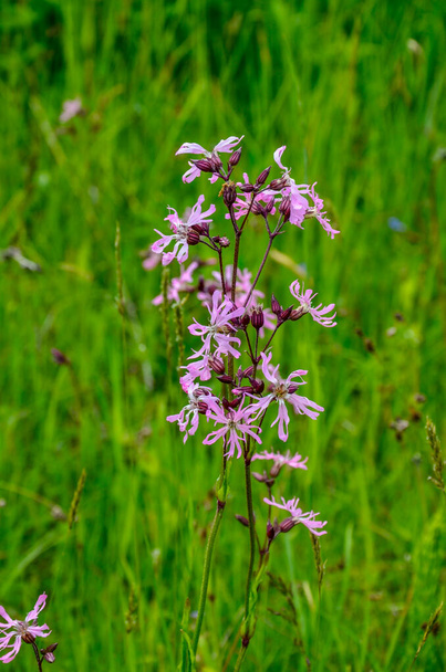 Pink flowers of Ragged-Robin (Lychnis flos-cuculi) in a meadow - Photo, Image