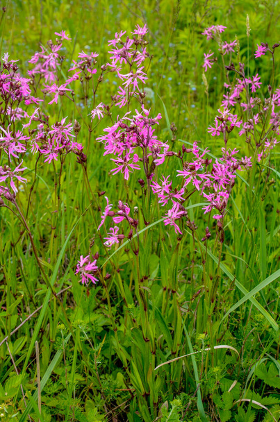 Pink flowers of Ragged-Robin (Lychnis flos-cuculi) in a meadow - Photo, Image