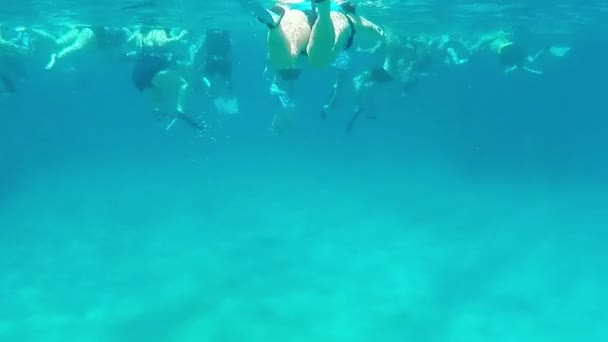 İnsanlar Karayip Denizi 'nde dalış ya da şnorkelle dalış yapıyor. - Video, Çekim