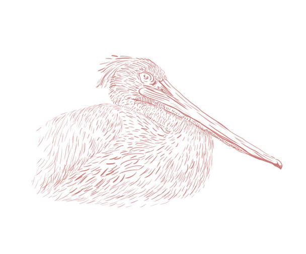 Hand drawn illustration of pelican - Zdjęcie, obraz