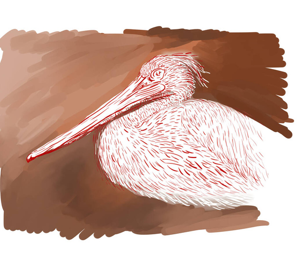 Hand drawn illustration of pelican - Foto, afbeelding