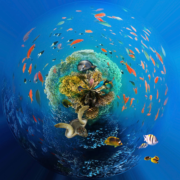 水中世界。エジプトの紅海のサンゴ礁と魚 - 写真・画像