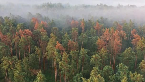 Suché borovice v nemocném jehličnatém horském lese za úsvitu. Pohled z dronu. - Záběry, video