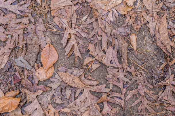 Variedad de coloridas hojas caídas que cubren los senderos del bosque aplastados y desgarrados en descomposición en un día soleado en otoño - Foto, Imagen