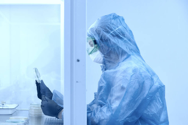 細菌学研究室で細菌とペトリ皿を扱う研究者。抗生物質、治癒疾患のための医薬品開発の概念 - 写真・画像
