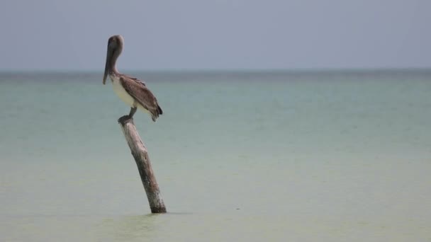 Pelican op zoek naar vis. Holbox Island, Mexico. - Video