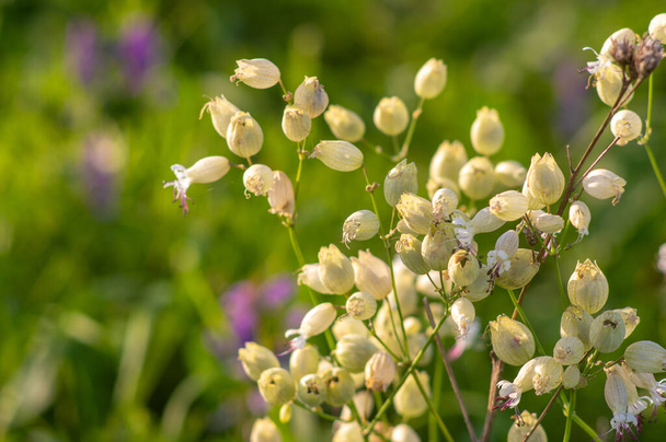 シレン・ヴァルガリスの花、膀胱キャンペーン、夏に牧草地で近接するメイドスター - 写真・画像