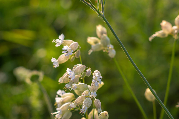 Flowers of Silene vulgaris, bladder campion, maidenstears close up on a meadow in summer - Photo, Image