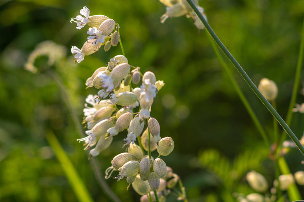 Kukkia Silene vulgaris, virtsarakon campion, maidenstears lähikuva niityllä kesällä - Valokuva, kuva
