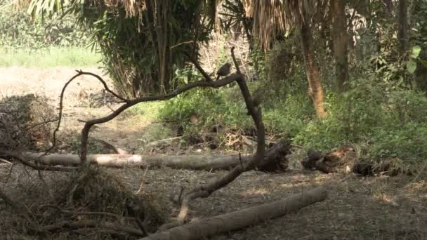 Babbler selva, Argya striata, Siete Hermanas, Saath bhai o siete hermanos pájaros están buscando y comiendo alimentos del suelo de la selva. Howrah, Bengala Occidental, India - Metraje, vídeo