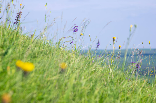 Flores en el prado primer plano, hermoso fondo de verano - Foto, imagen