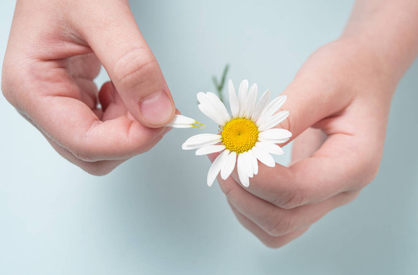  girl holds a white chamomile in her hands and guess on her petals on blue background. Top view and macro image - Foto, imagen
