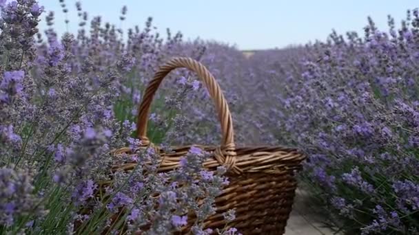Basket in a lavender field - Footage, Video