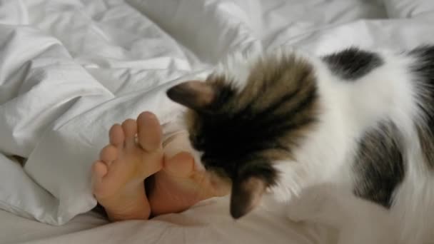 Fluffy gato juega con persona retorciendo dedos de los pies en grande cama - Imágenes, Vídeo
