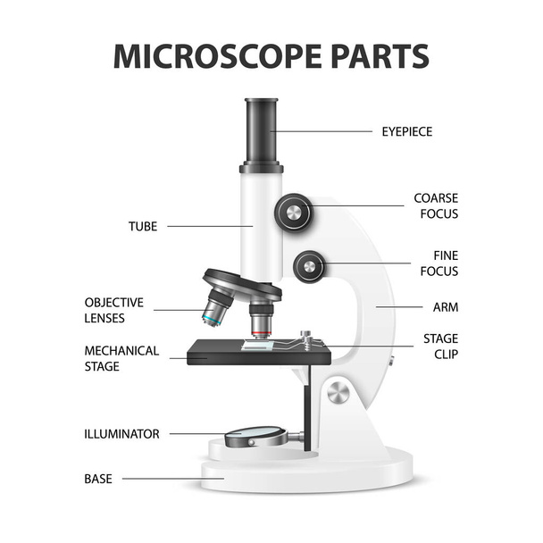 Microscope Parts. Vector 3d Realistic White Laboratory Microscope Isolated on White. Chemistry, Biology Tool. Science, Lab, Research, Education Infographics. Design Template. Front View - ベクター画像