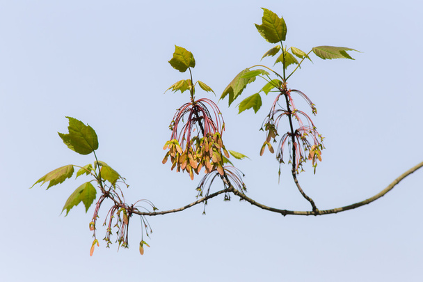 Branche de l'érable
 - Photo, image