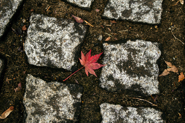 Ένα φύλλο κόκκινου χρώματος ιαπωνικού σφενδάμου που έπεσε στο πέτρινο πεζοδρόμιο - Φωτογραφία, εικόνα