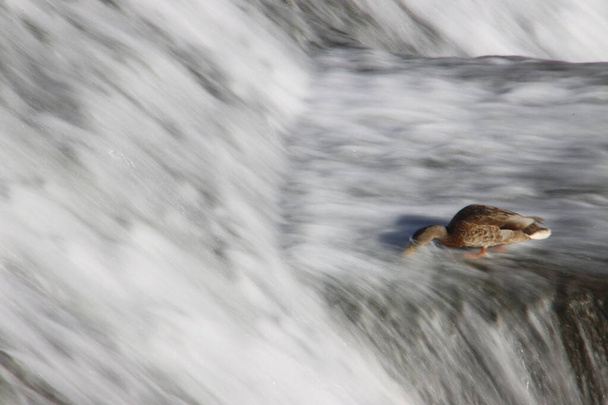 canards dans une rivière
 - Photo, image