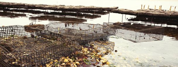 Criação de ostras e camas de ostras em Wellfleet Massachusetts em Cape Cod - Foto, Imagem