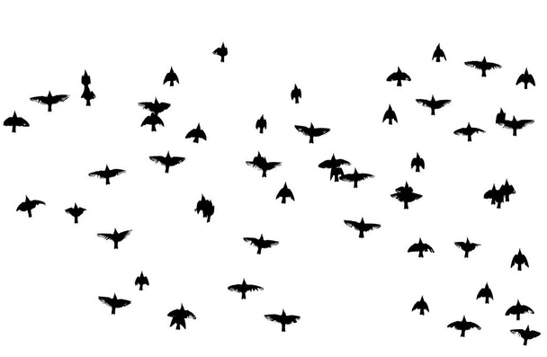 Hejno létajících ptáků. Vektorová ilustrace - Vektor, obrázek