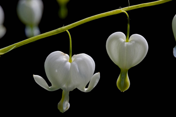 Makró közeli kép izolált Dicentra spectabolis. Sötét háttér kiemeli a lógó fehér szív alakú virágok, nagyon magas szintű részletességgel. - Fotó, kép